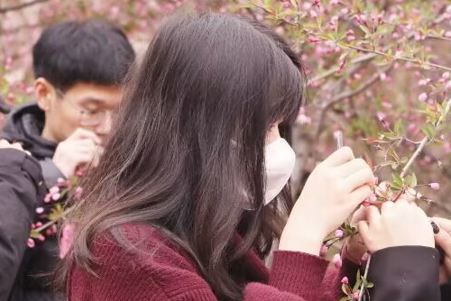 队员在去雄操作.jpeg